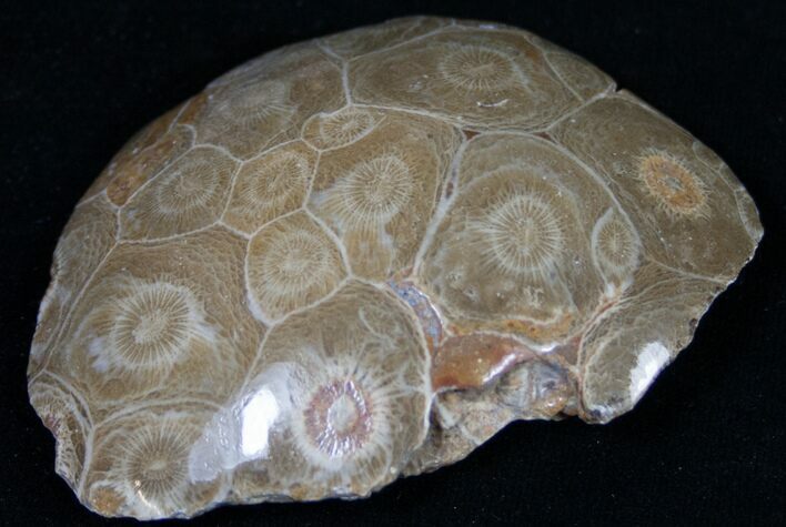 Polished Fossil Coral Colony - Morocco #8848